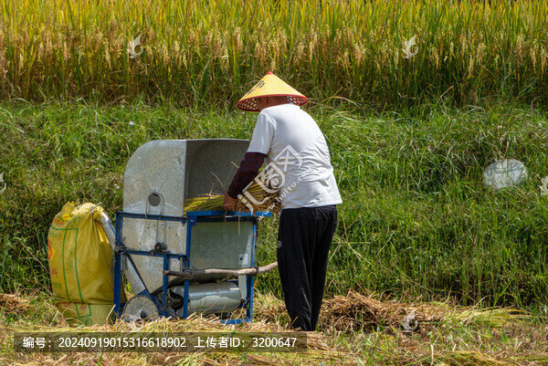 農(nóng)業(yè)農(nóng)耕農(nóng)民豐收水稻場景