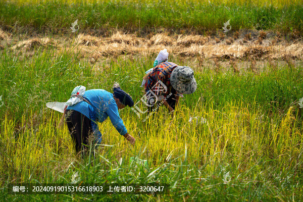 農(nóng)業(yè)農(nóng)耕農(nóng)民豐收水稻場景