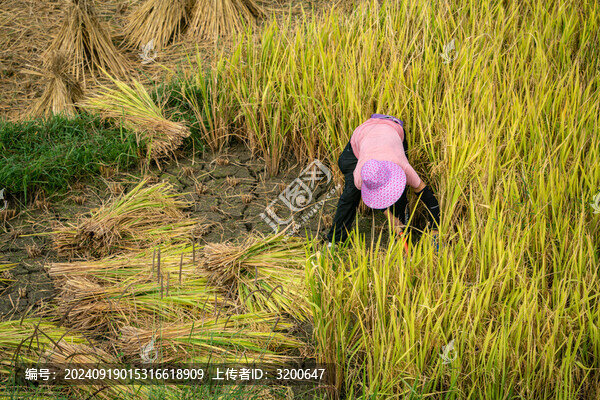 農(nóng)業(yè)農(nóng)耕農(nóng)民豐收水稻場景