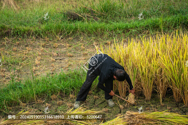 農(nóng)業(yè)農(nóng)耕農(nóng)民豐收水稻場(chǎng)景