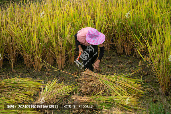 農(nóng)業(yè)農(nóng)耕農(nóng)民豐收水稻場(chǎng)景