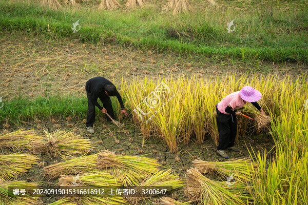 農(nóng)業(yè)農(nóng)耕農(nóng)民豐收水稻場(chǎng)景