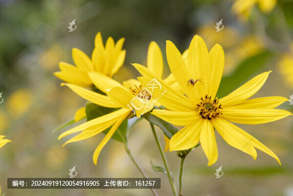 洋姜花
