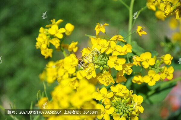 蜜蜂采蜜油菜花