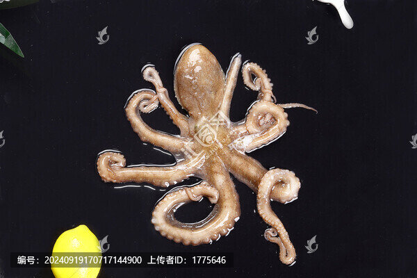 八爪魚(yú)