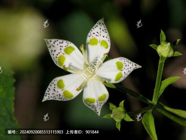 章牙菜的開花期