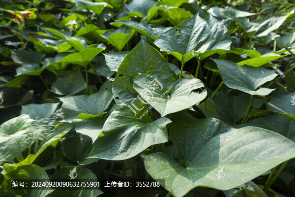 番薯葉