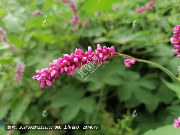 紅蓼花