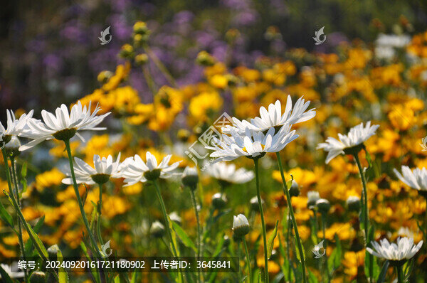 雛菊大濱菊