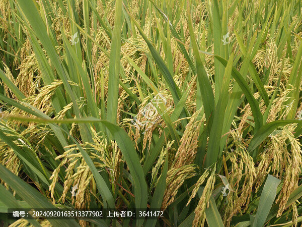 麥穗