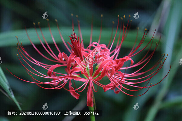 彼岸花