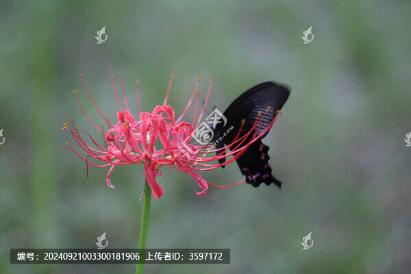 彼岸花