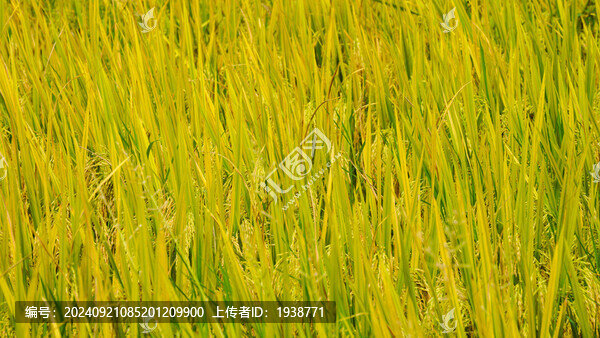 韶關(guān)乳源洛陽(yáng)鎮(zhèn)田心圍村金色田園