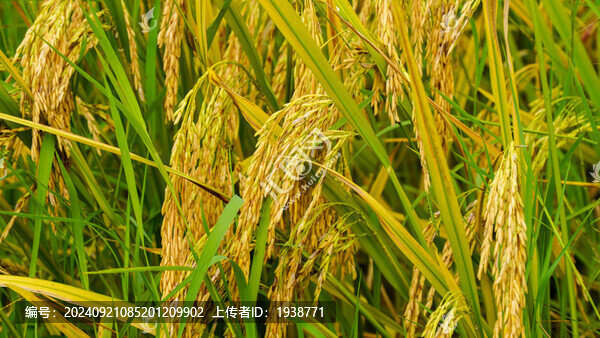 韶關(guān)乳源洛陽鎮(zhèn)田心圍村金色田園