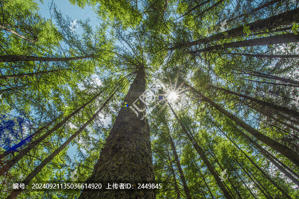 森林仰拍透光