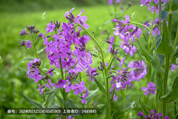 山花