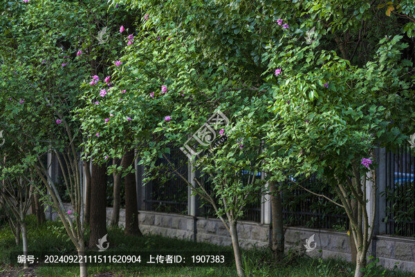 木槿樹