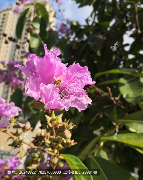 紫紅色的花朵