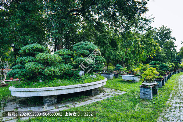 揚(yáng)派盆景