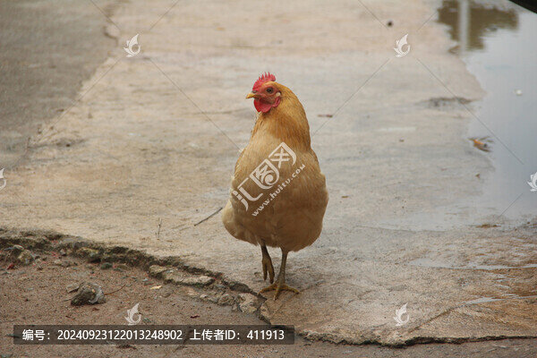 母雞