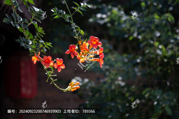 盛開的凌霄花