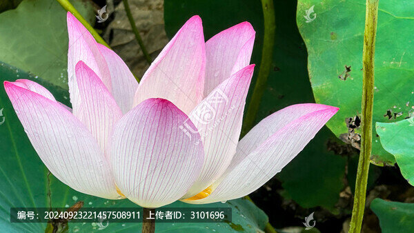 荷花特寫鏡頭