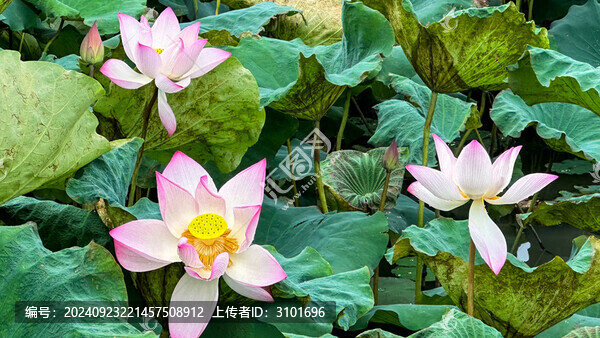 夏荷