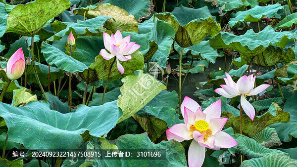 荷花