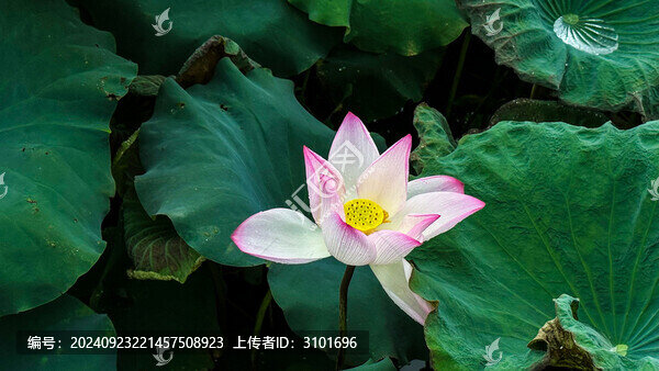 夏荷