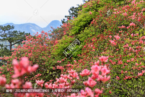 麻城龜峰山杜鵑花