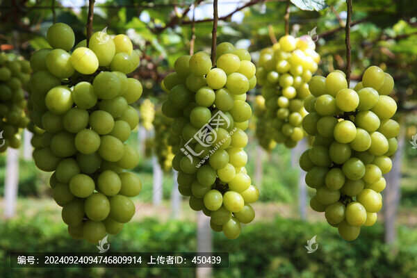 陽(yáng)光玫瑰葡萄