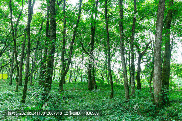 郁郁蔥蔥森林茂密綠色植物和樹木