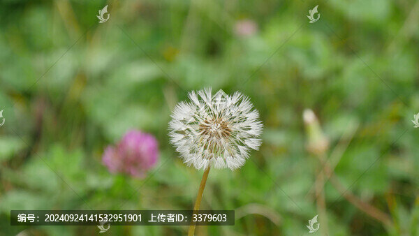 蒲公英