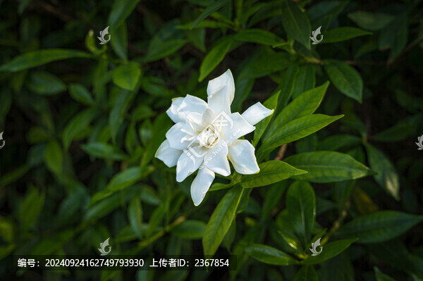 盛開的潔白的梔子花