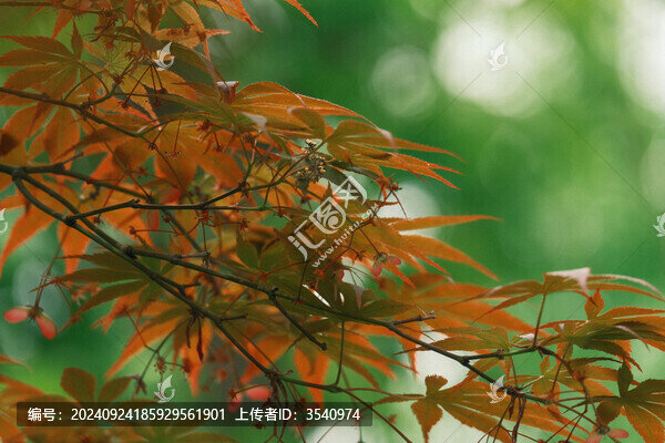 楓樹葉