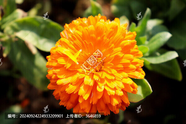 金盞菊