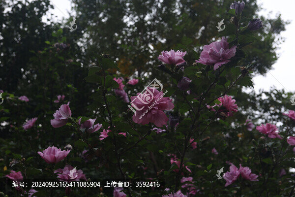 木槿花