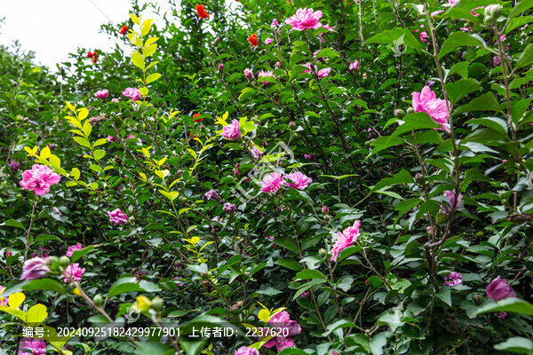芙蓉花