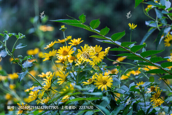 菊花
