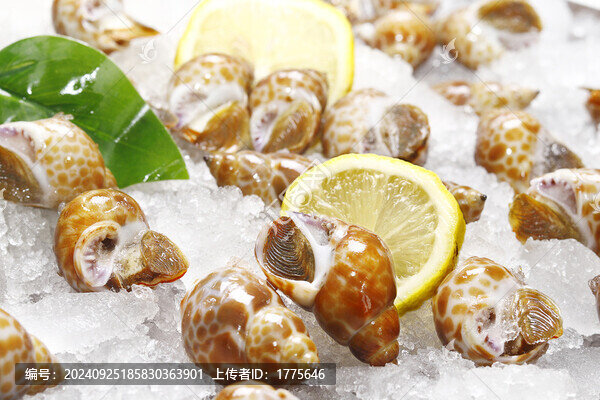 花螺小花螺