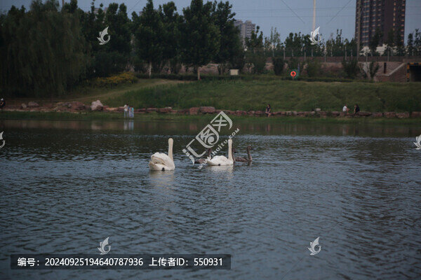 賈魯河的天鵝