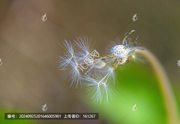 蒲公英種子
