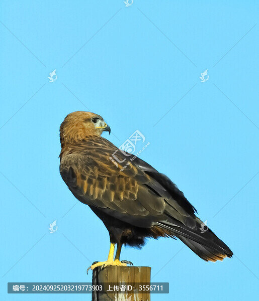 鷹
