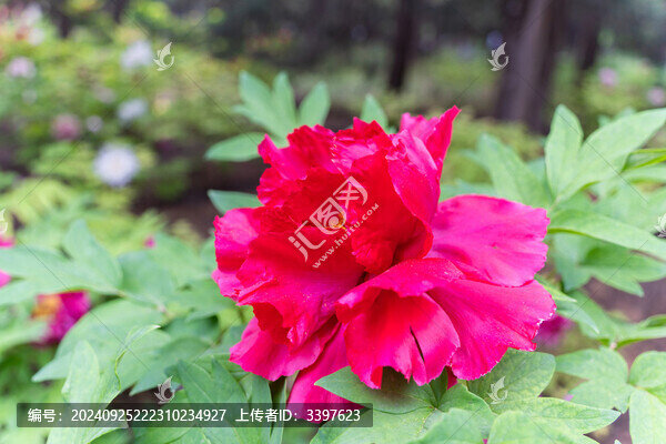盛開的牡丹花