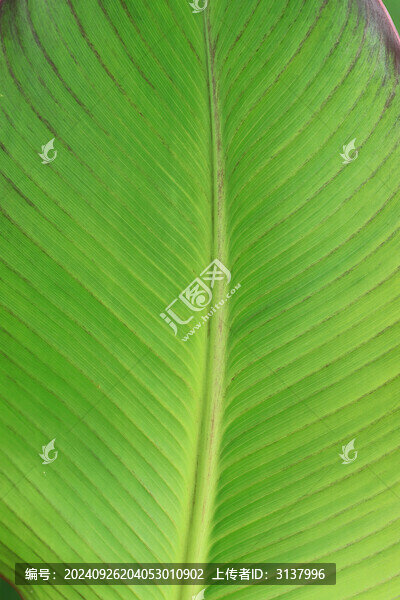 芭蕉葉