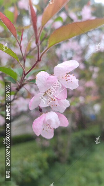 桃花