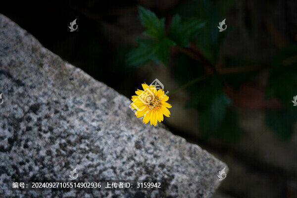 路邊的黃色小花蟛蜞菊