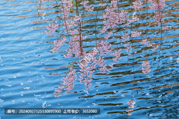 日本弘前春日櫻花