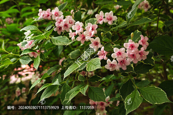 落葉灌木斑葉錦帶花
