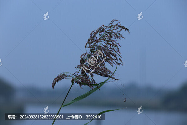 蘆葦